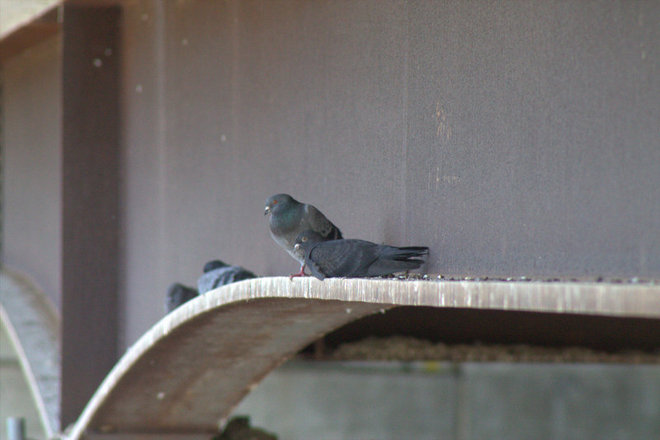 "pigeons under the bridge" Timmins, Ontario Canada