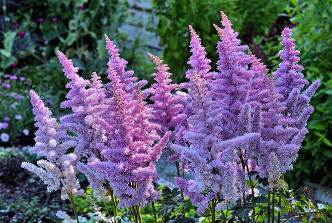 Astilbe Flowers Vancouver, British Columbia Canada