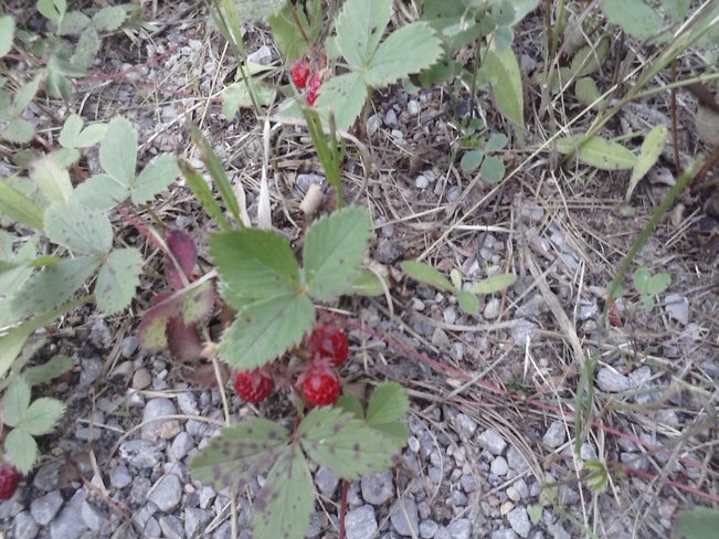 Wild Strawberries Foymount, Ontario Canada