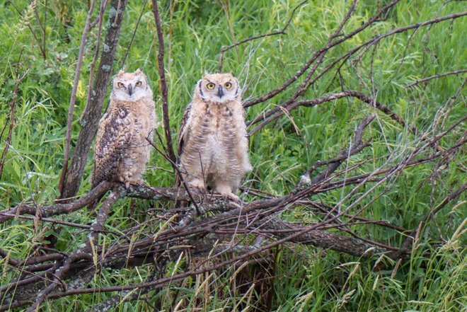 Owls Regina, Saskatchewan Canada