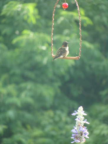 The hummingbird swing. Barrie, Ontario Canada