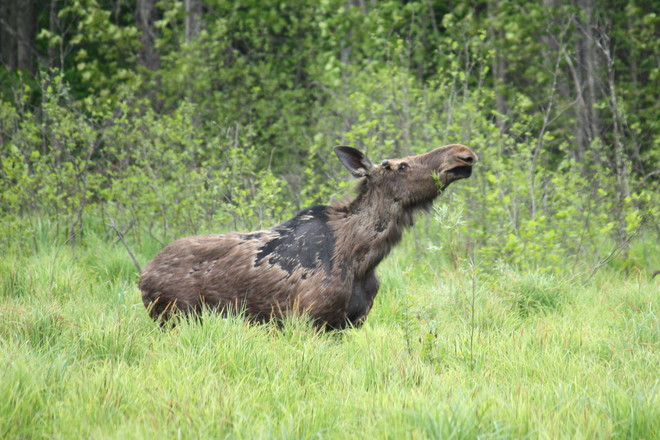Moose Brighton, Ontario Canada