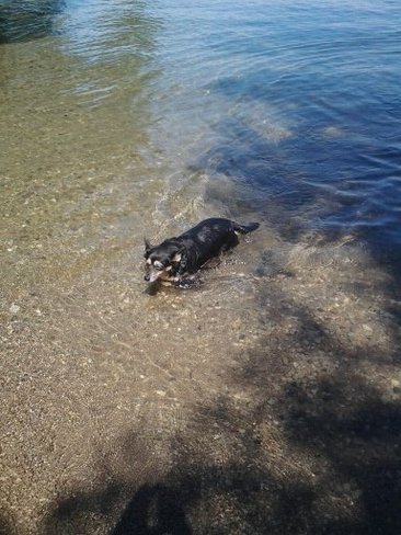 Maggie the dog who hates water Orillia, Ontario Canada