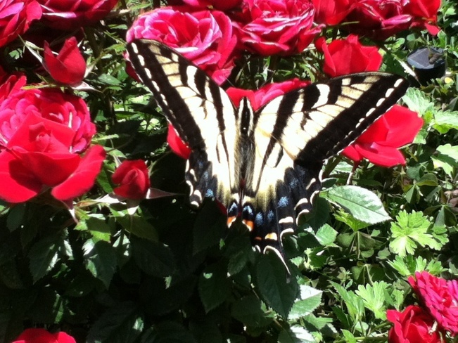butterfly&roses South Vernon, British Columbia Canada