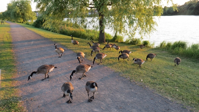 Geese Galore! Moncton, New Brunswick Canada