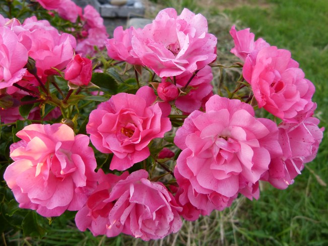 Hardy roses Yarmouth, Nova Scotia Canada