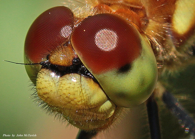 Dragonfly Portrait Orillia, Ontario Canada