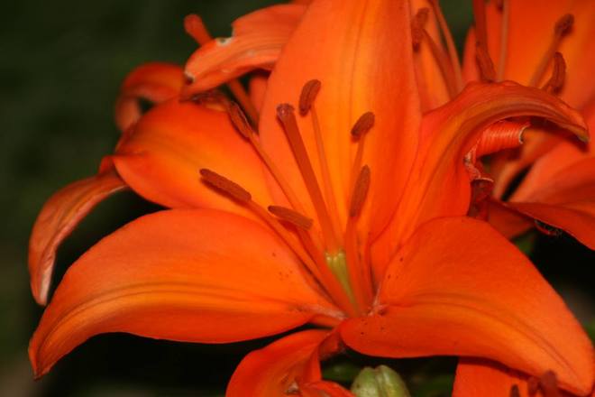 Orange Lily Peterborough, Ontario Canada