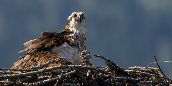 Osprey And Chick Grand Forks, British Columbia Canada