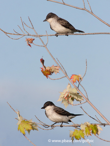Eastern Kingbird pair Ottawa, Ontario Canada