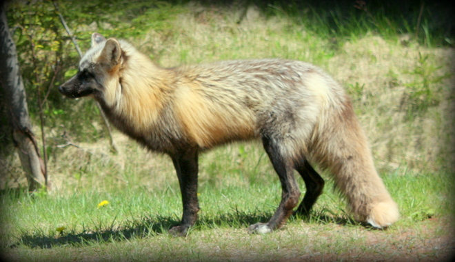 Red Fox Cavendish, Prince Edward Island Canada