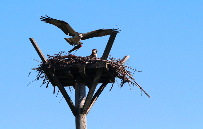 Osprey bringing fish to nest. Oliphant, Ontario Canada
