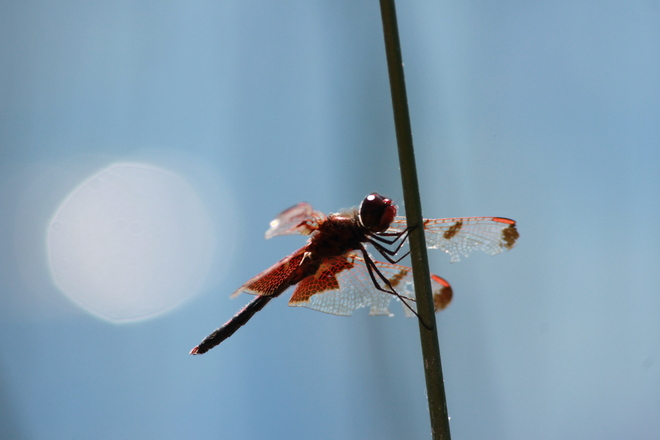 Red Dragonfly Beachburg, Ontario Canada