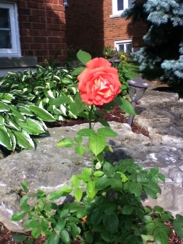 Summer Rose Mississauga, Ontario Canada