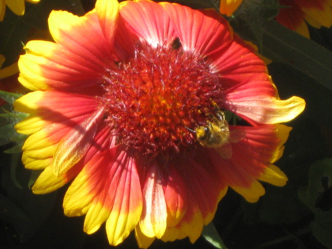 a very busy bee Surrey, British Columbia Canada