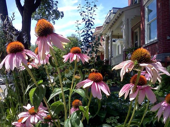 Echinacea and a busy bee Westmount, Quebec Canada