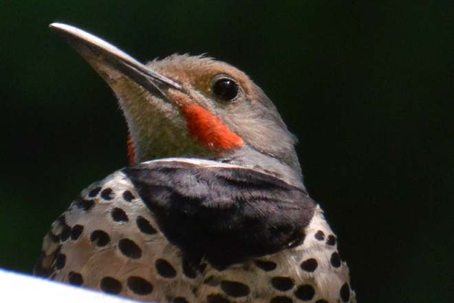 Woodpecker Greater Vancouver, British Columbia Canada