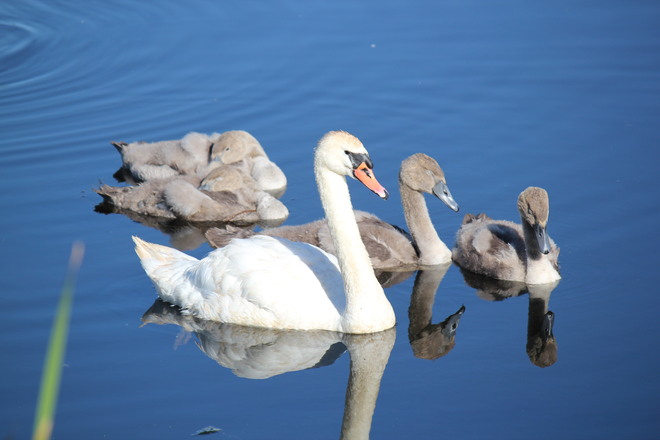 Swan Family Brighton, Ontario Canada