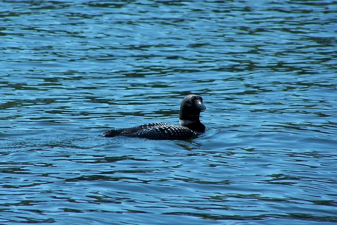 Sparrow Lake Loons Washago, Ontario Canada