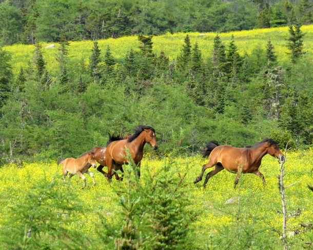 Horses on the run Port Rexton, Newfoundland and Labrador Canada
