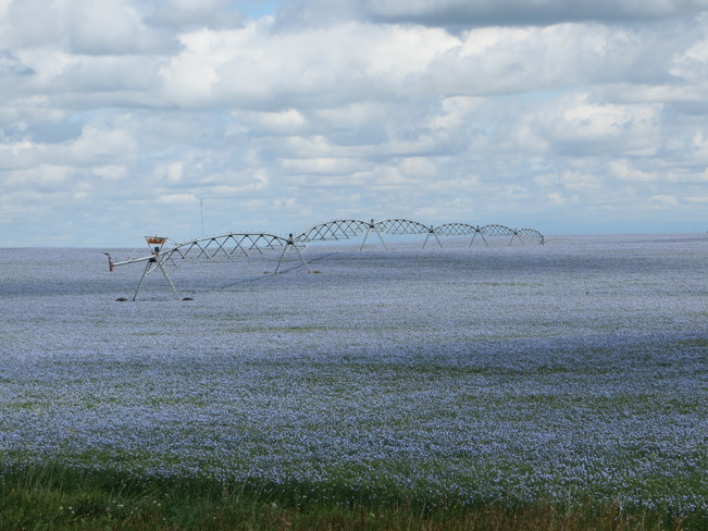 A Field of Blue Bow Island, Alberta Canada