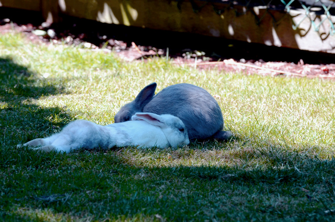 Tired Rabbits due to so much heat Richmond, British Columbia Canada