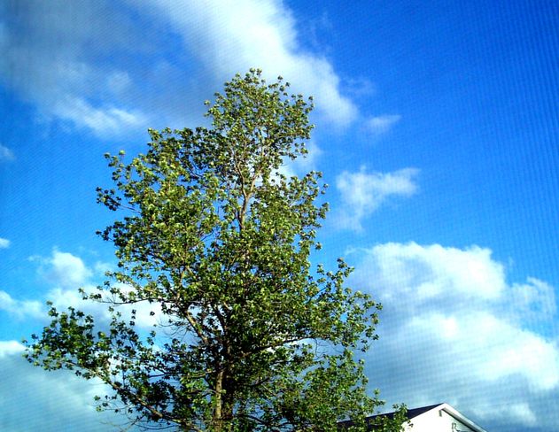 Tree in Sunny Clouds New Waterford, Nova Scotia Canada