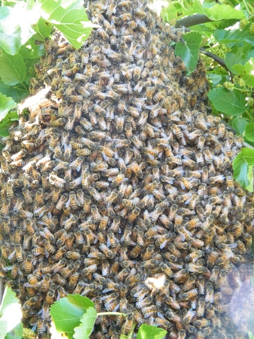 Wild Honey Bees Keswick, Ontario Canada