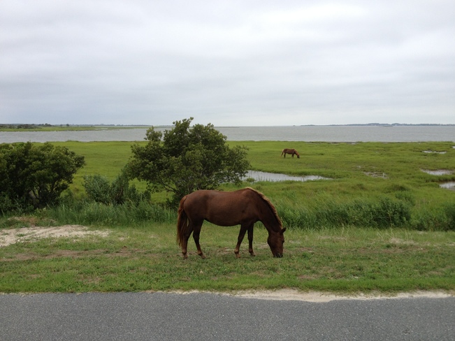 Wild horses of Assateague Barrier Island Ocean City, Maryland United States