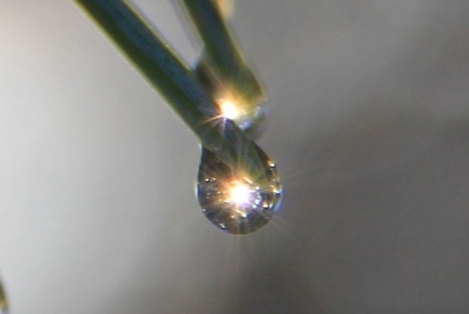 Dewdrops make Jewels Coaldale, Alberta Canada