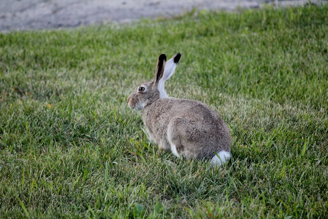 Bunny Vanscoy, Saskatchewan Canada
