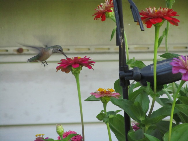zinnia's attract the hummingbirds Vernon, British Columbia Canada
