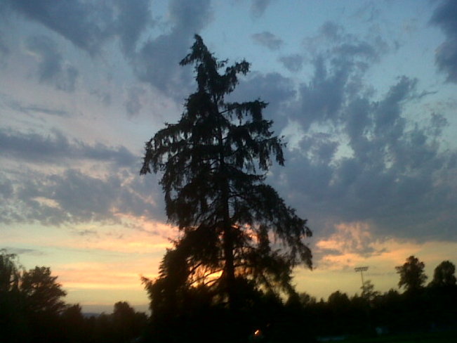 Tree and sunset. Courtenay, British Columbia Canada