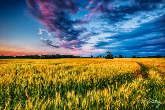 Golden Wheat Field Ingersoll, Ontario Canada