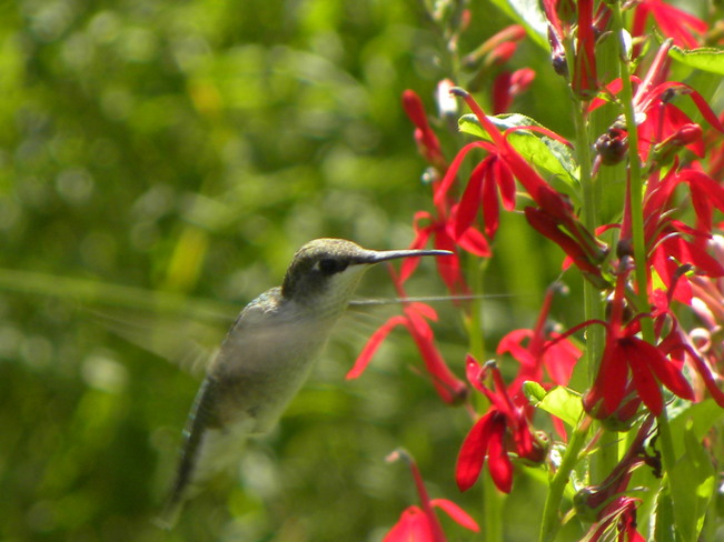 Female Hummingbird Ottawa, Ontario Canada