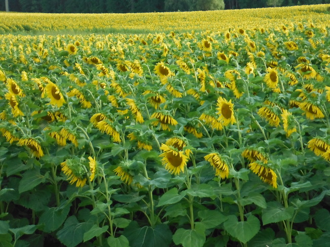 Sunflowers Flamborough, Ontario Canada