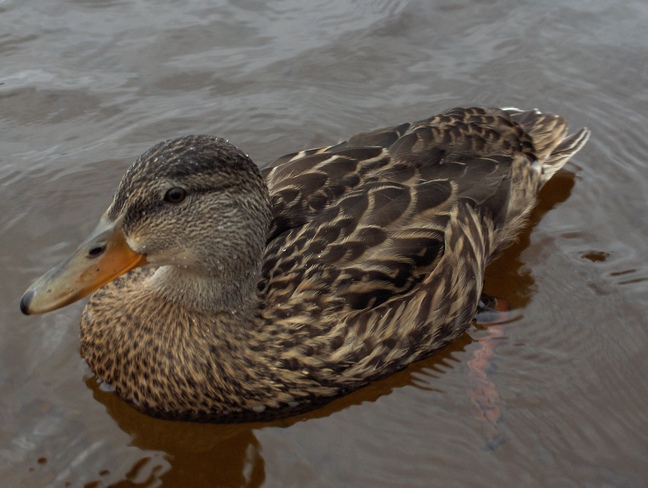 Duck @ Agnew Lake Espanola, Ontario Canada