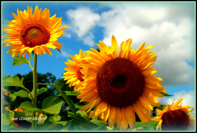 Sunflower fields Flamborough, Ontario Canada