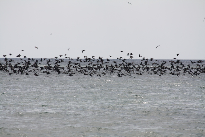 tens of thousands cormorants Cobourg, Ontario Canada