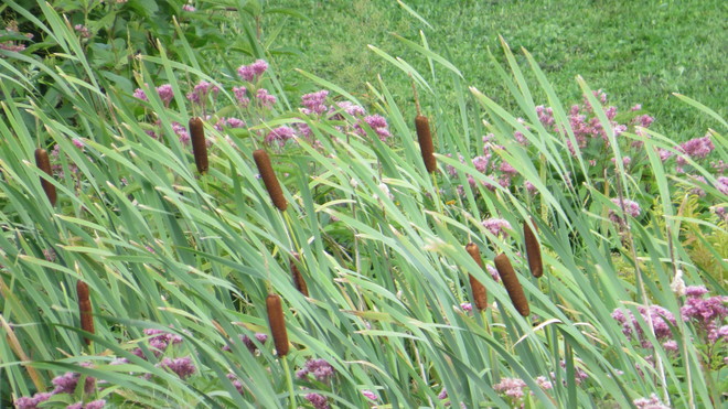 Cattails and Joe Pye weed blowing in the wind Rutherglen, Ontario Canada