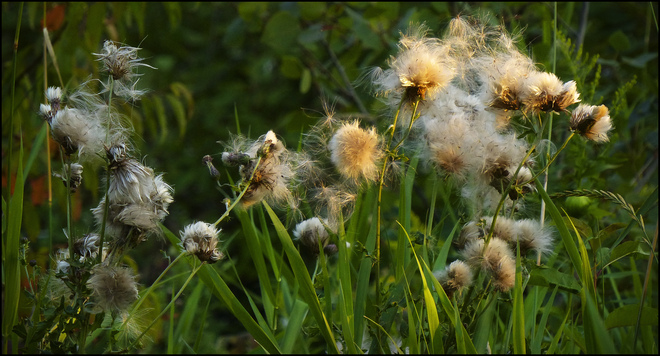 At sunset, thistle seed dispersion. Elliot Lake, Ontario Canada