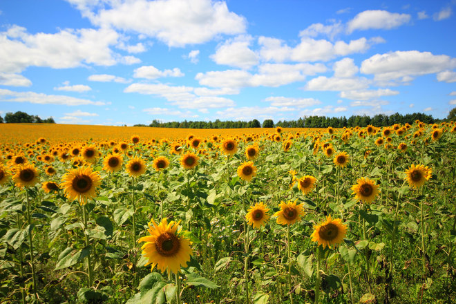 Field of Sunflowers Lakeville, New Brunswick Canada