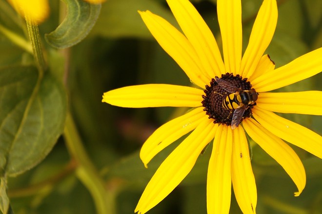 Bee on a Black Eyed Susan Mississauga, Ontario Canada