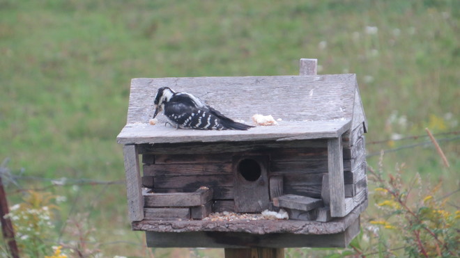 downy woodpecker taking a break and feasting on bread crumbs Rutherglen, Ontario Canada