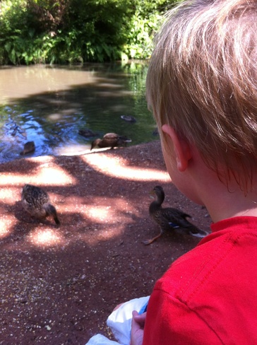 Feeding Ducks with my Son Brandon, Manitoba Canada