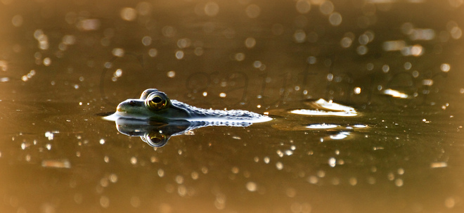 Pond frog. Magnetawan, Ontario Canada
