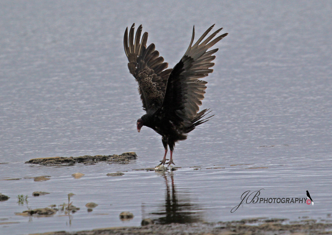 Turkey Vulture Port Colborne, Ontario Canada