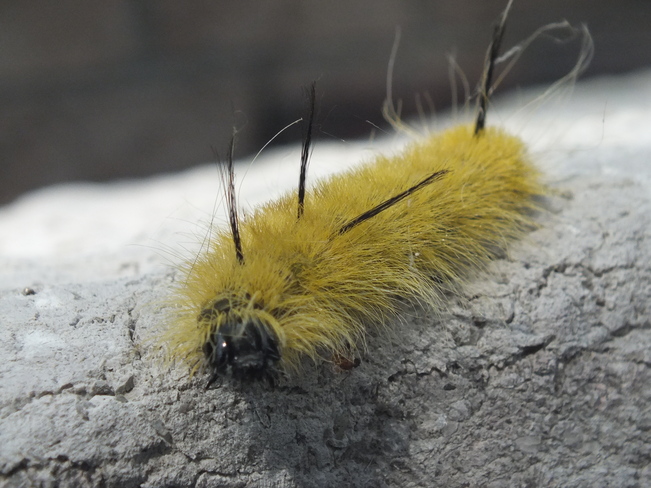 caterpillar Keswick Beach, Ontario Canada