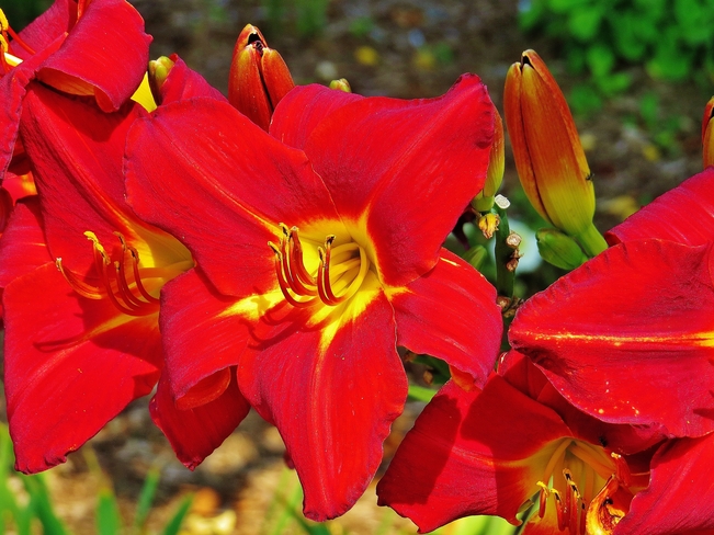 Lily in red loves today's sun. North Bay, Ontario Canada
