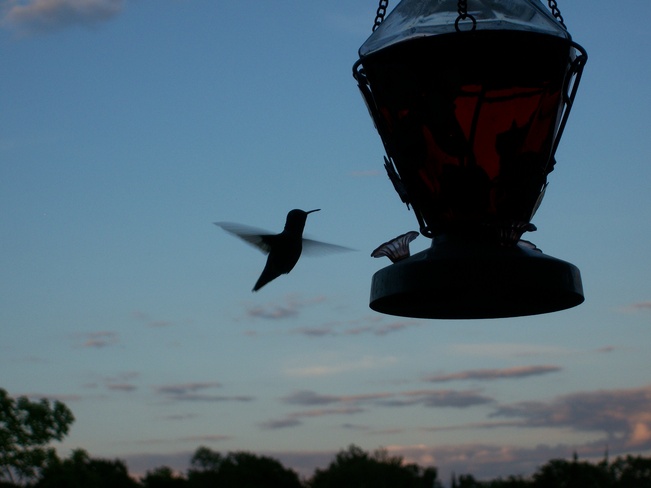 Hummingbird Wiarton, Ontario Canada